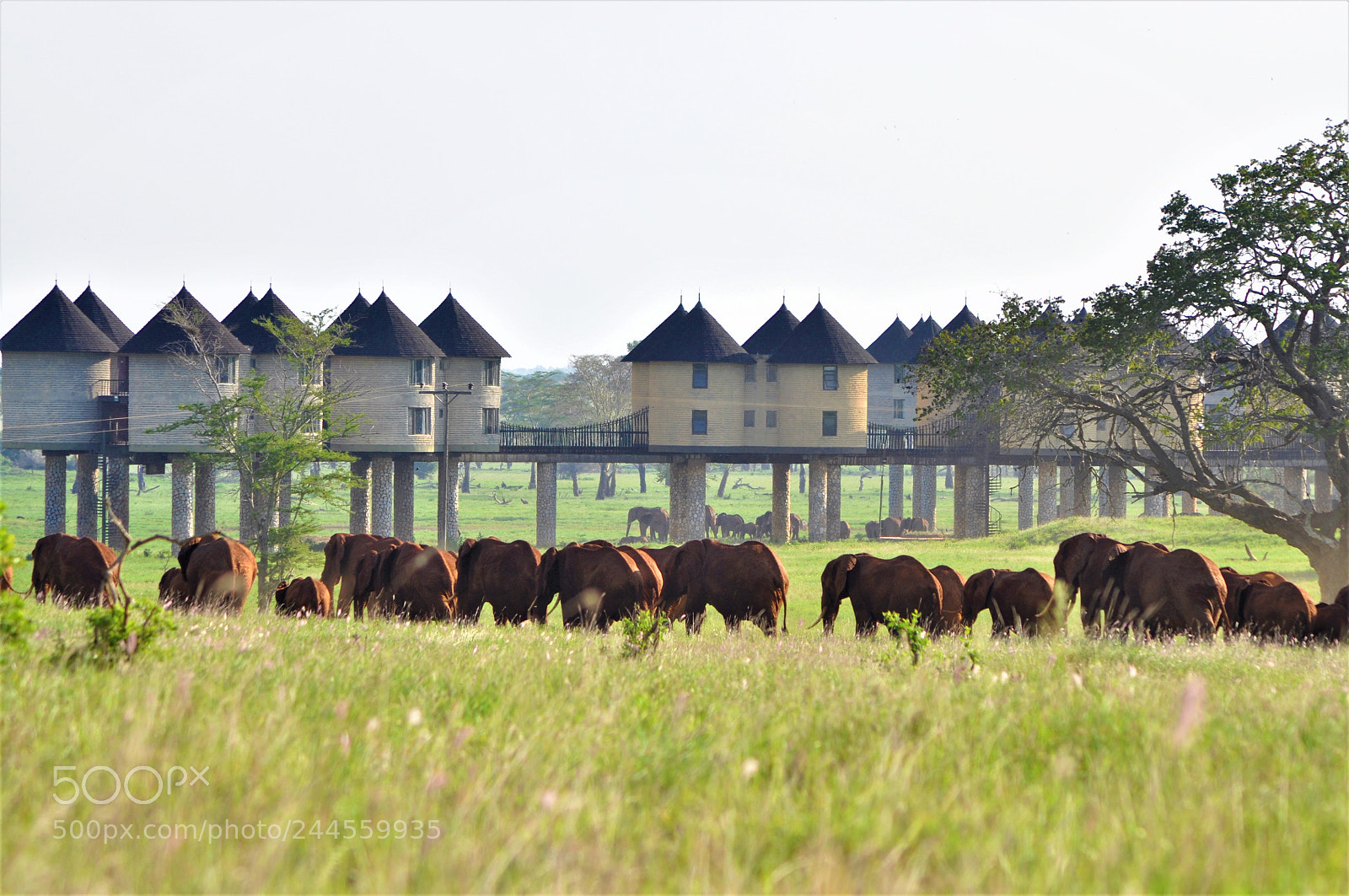 Nikon D5000 sample photo. Elephants at tsavo photography