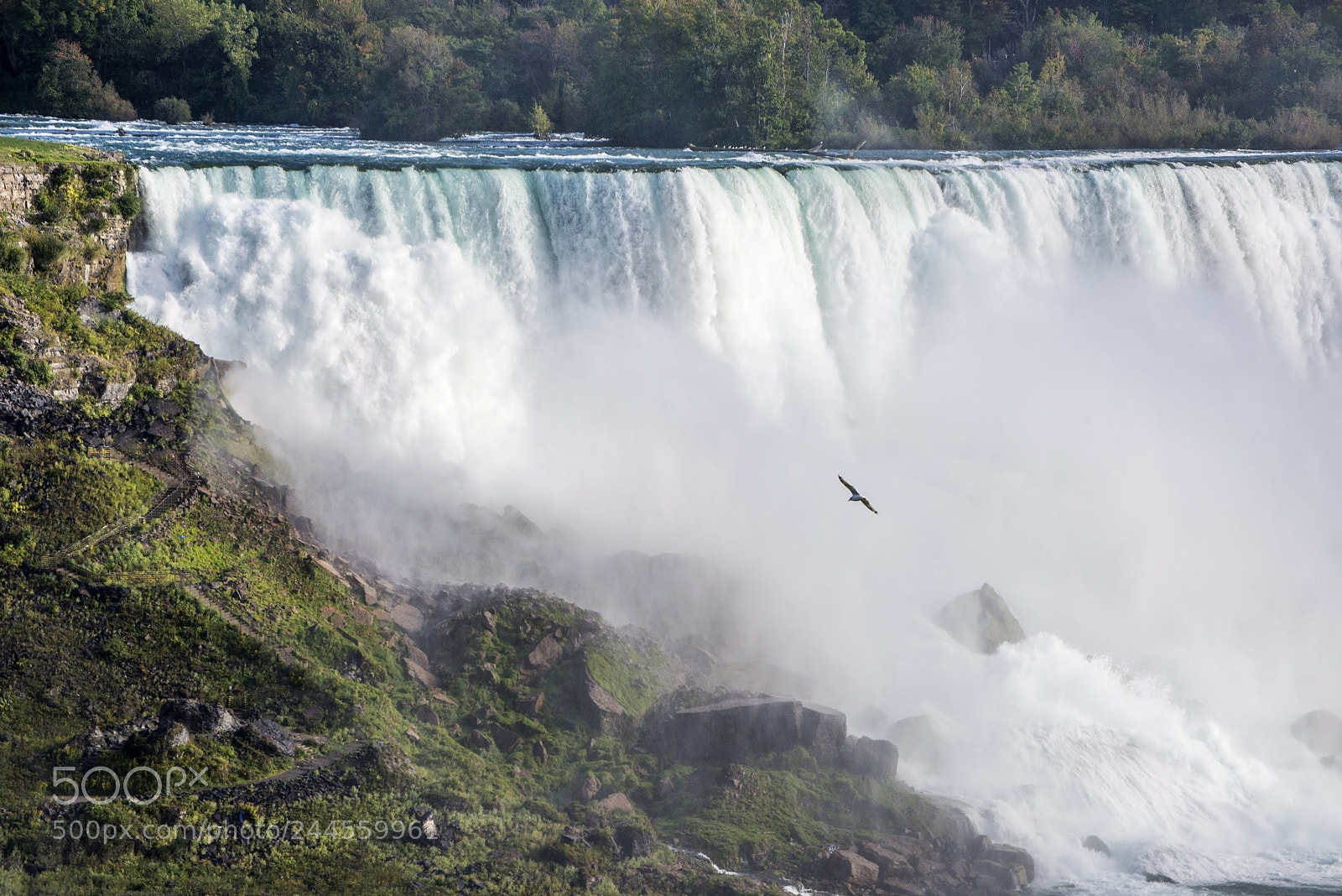 Nikon D600 sample photo. Soaring towards (1) photography