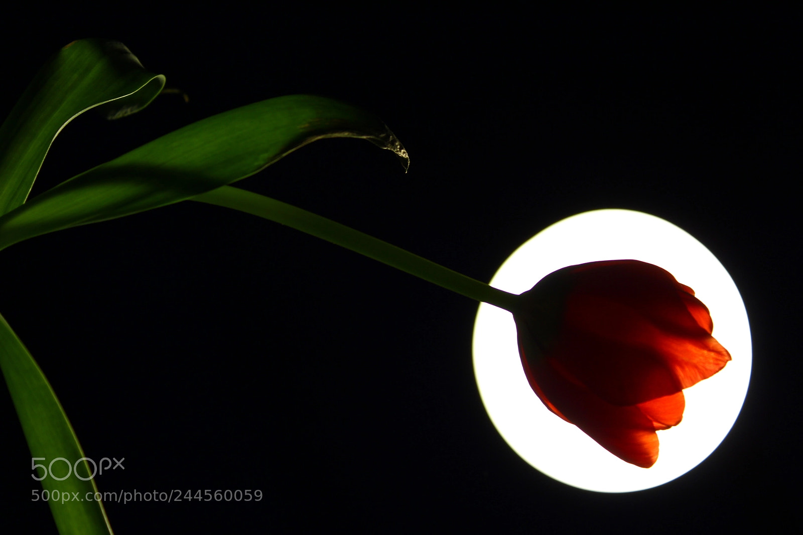 Canon EF-S 18-55mm F3.5-5.6 III sample photo. Tulip photography