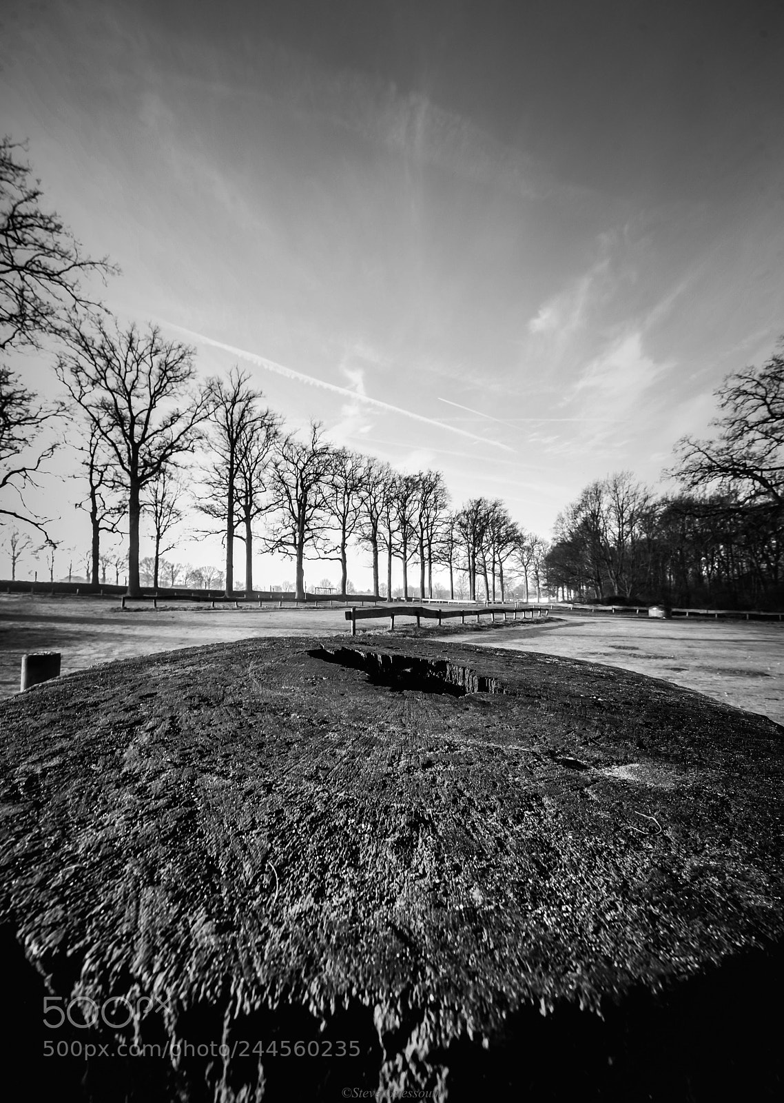 Nikon D610 sample photo. Tree trunk photography