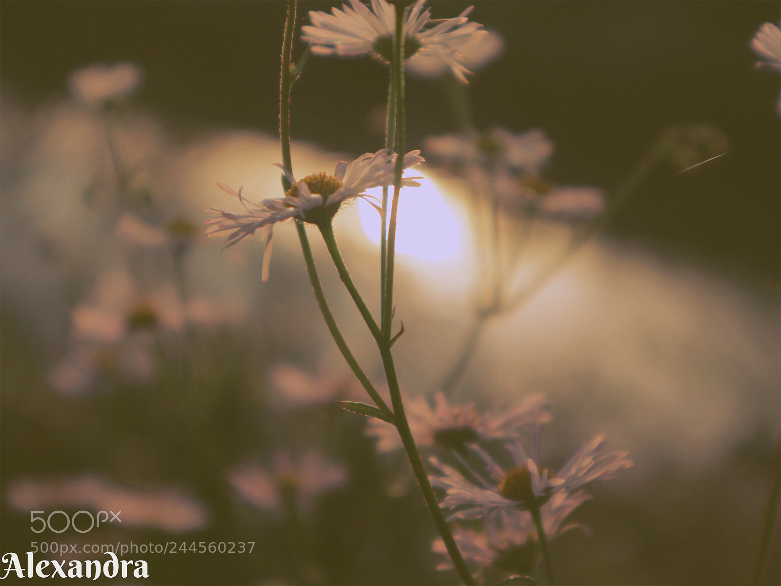 Canon EOS M10 sample photo. Untitled photography