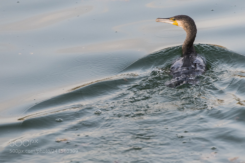 Nikon D850 sample photo. Khobarbirds photography