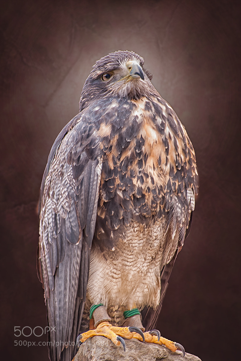 Nikon D60 sample photo. Greifvogel photography