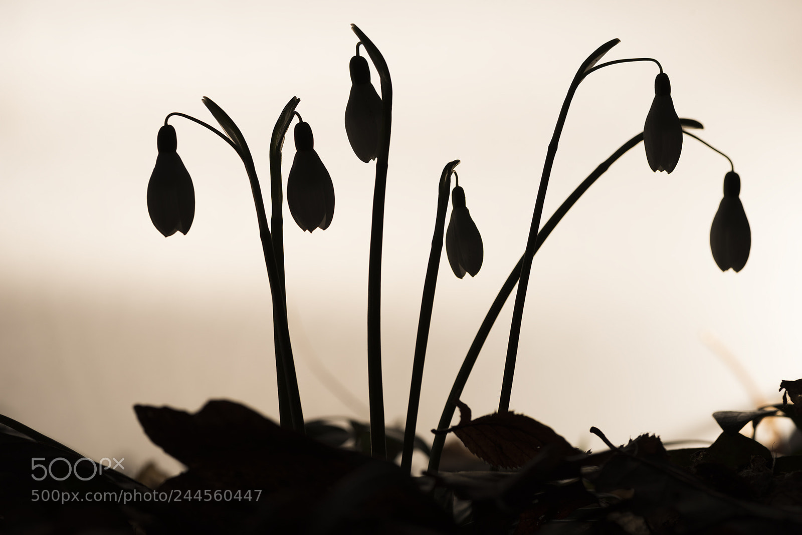 Nikon D810 sample photo. From winter to spring photography