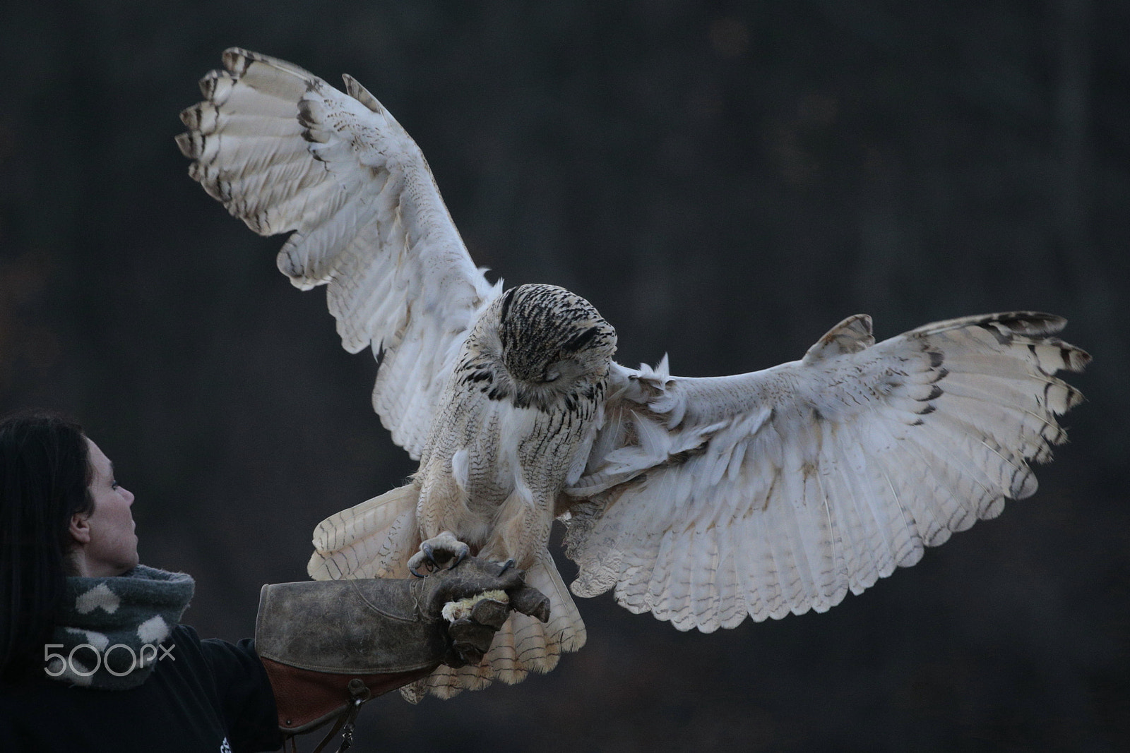 Canon EOS-1D X + Canon EF 100-400mm F4.5-5.6L IS II USM sample photo. Wings photography