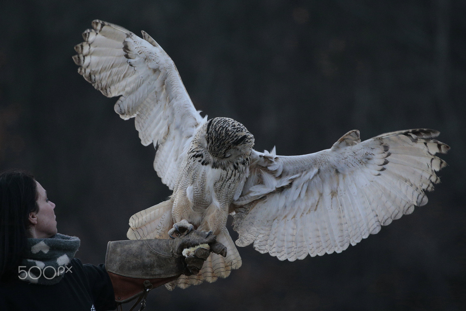 Canon EOS-1D X sample photo. Wings photography