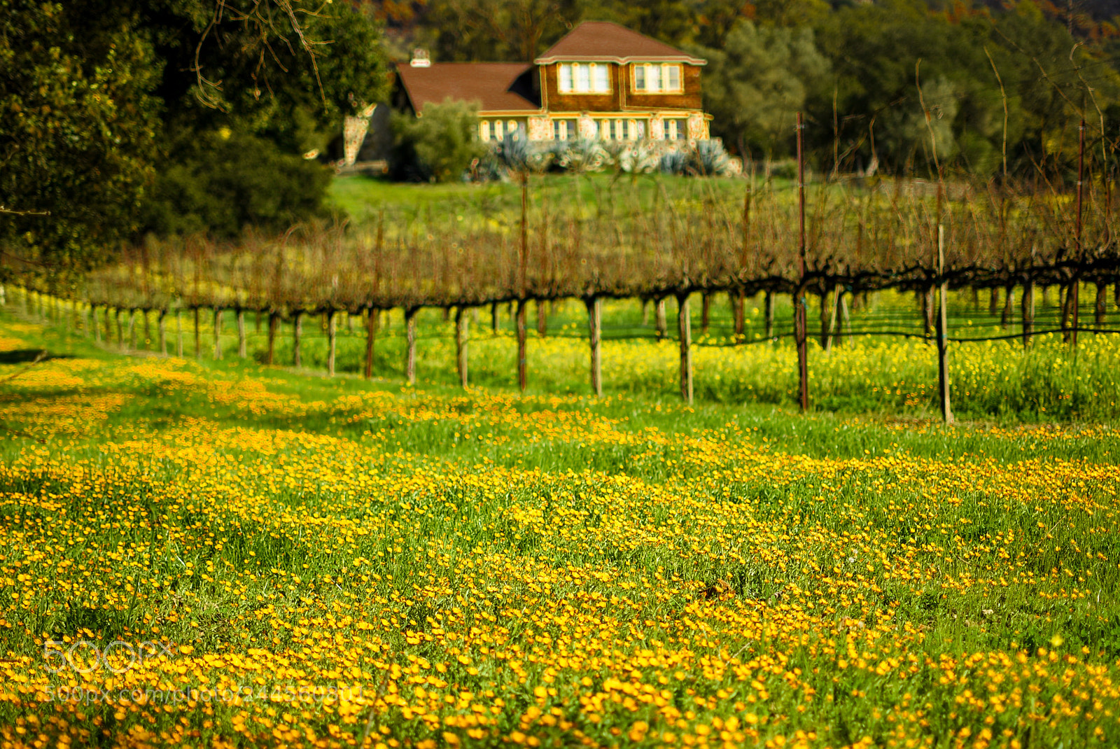 Nikon D7200 sample photo. Gundy bundy flower carpet photography