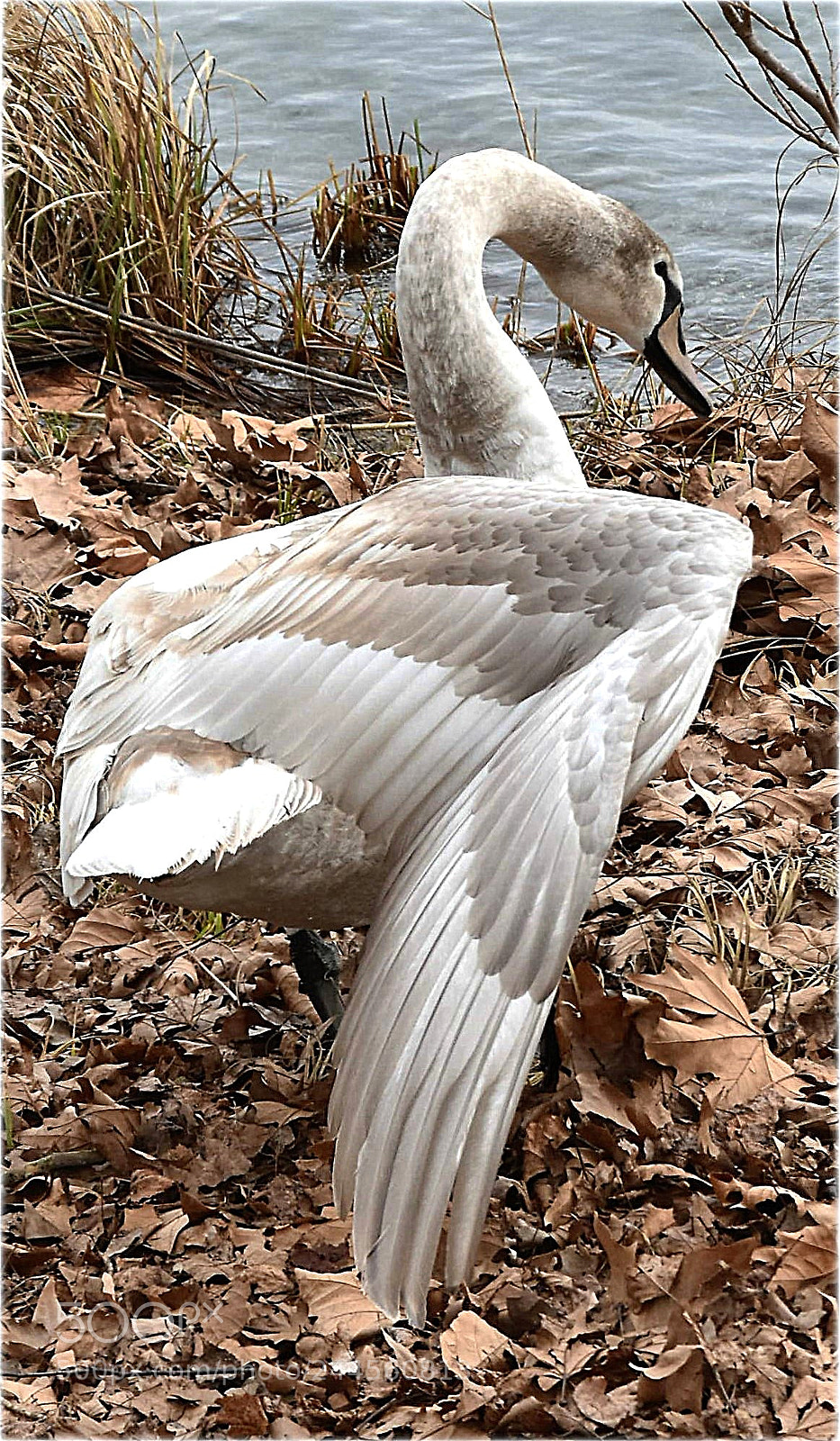 Nikon D7200 sample photo. "wing" photography