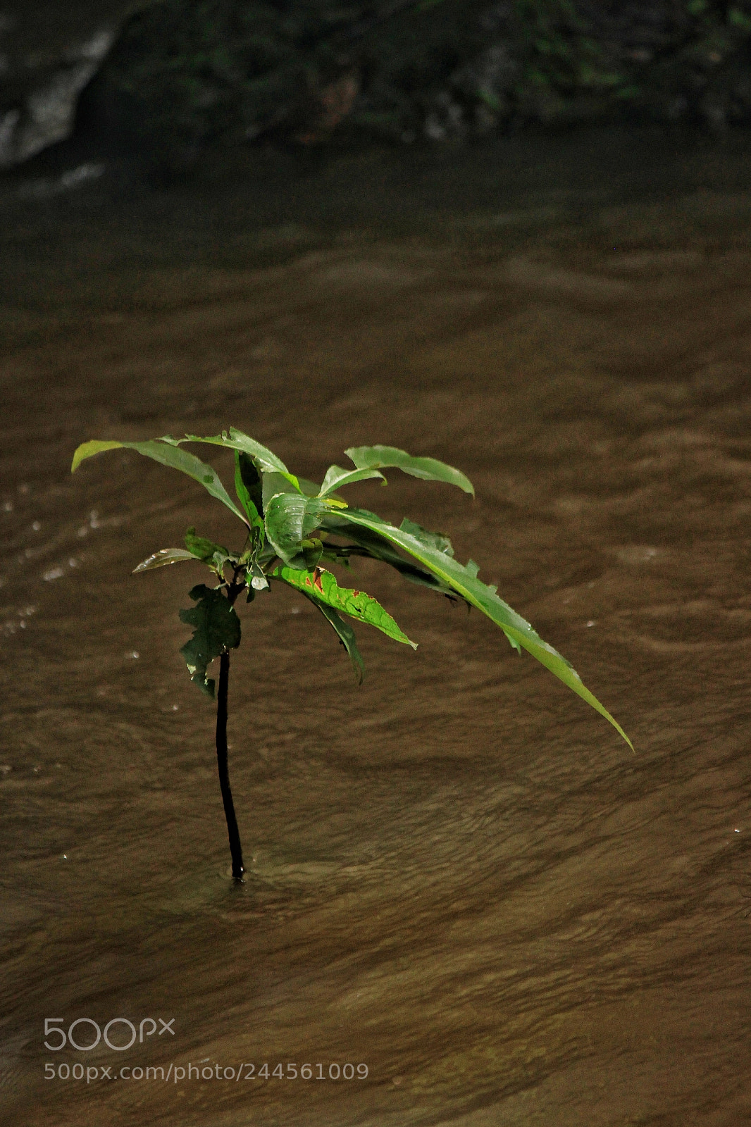 Canon EOS 500D (EOS Rebel T1i / EOS Kiss X3) sample photo. Flood photography