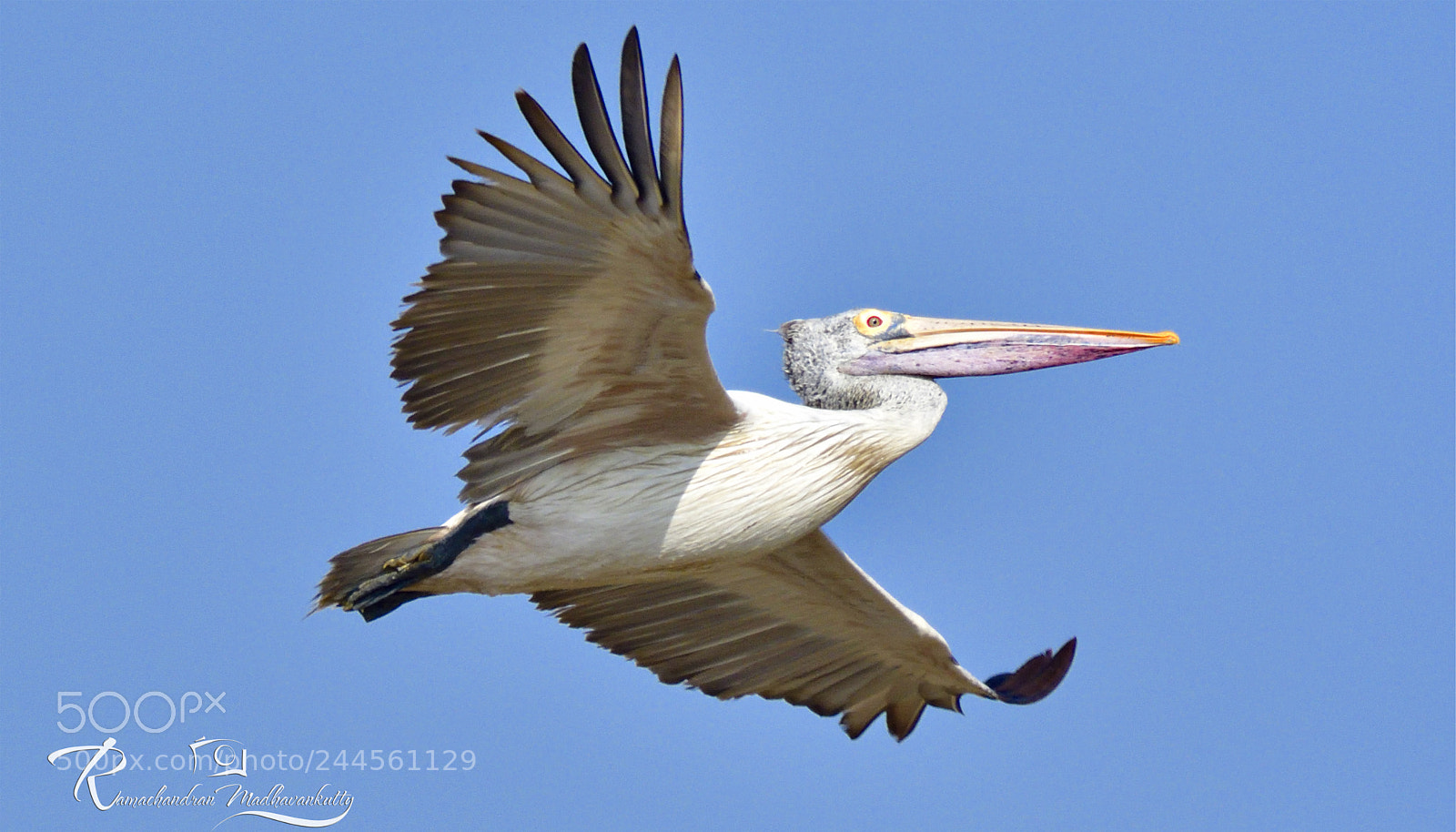 Nikon D500 sample photo. Spot-billed pelican - a photography
