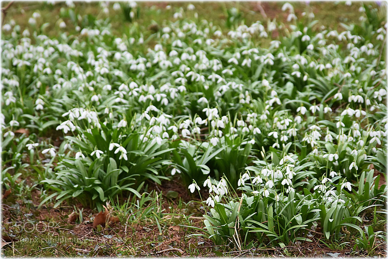 Nikon D7200 sample photo. "snowbells" photography