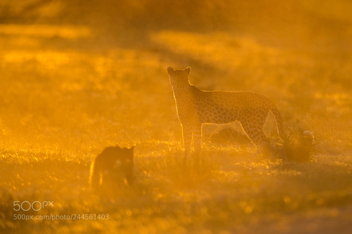 Nikon D4S sample photo. Leopard and the wildcat photography