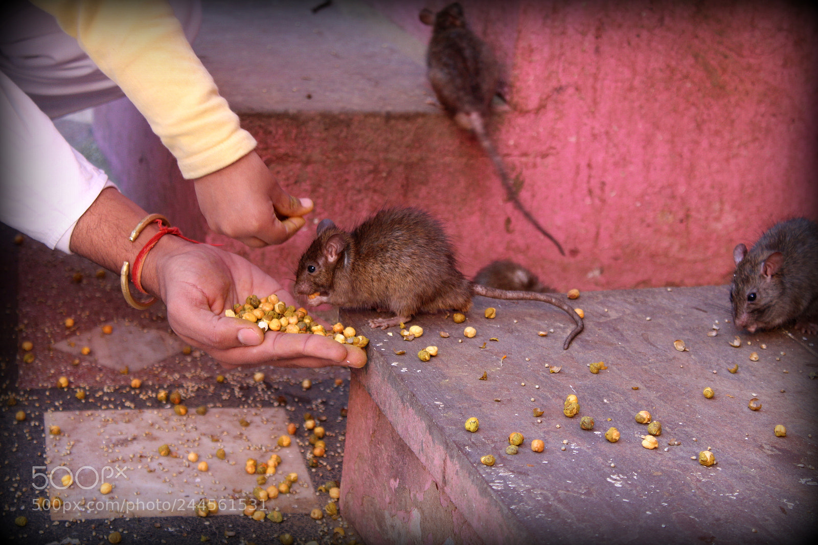 Canon EF-S 18-55mm F3.5-5.6 III sample photo. The friendly rats photography