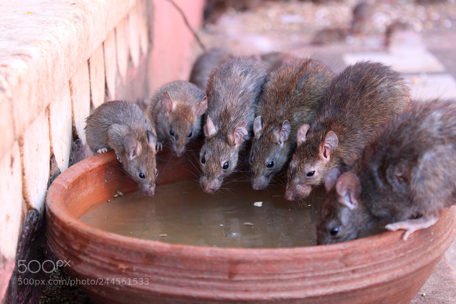 Canon EF-S 18-55mm F3.5-5.6 III sample photo. The friendly rats photography