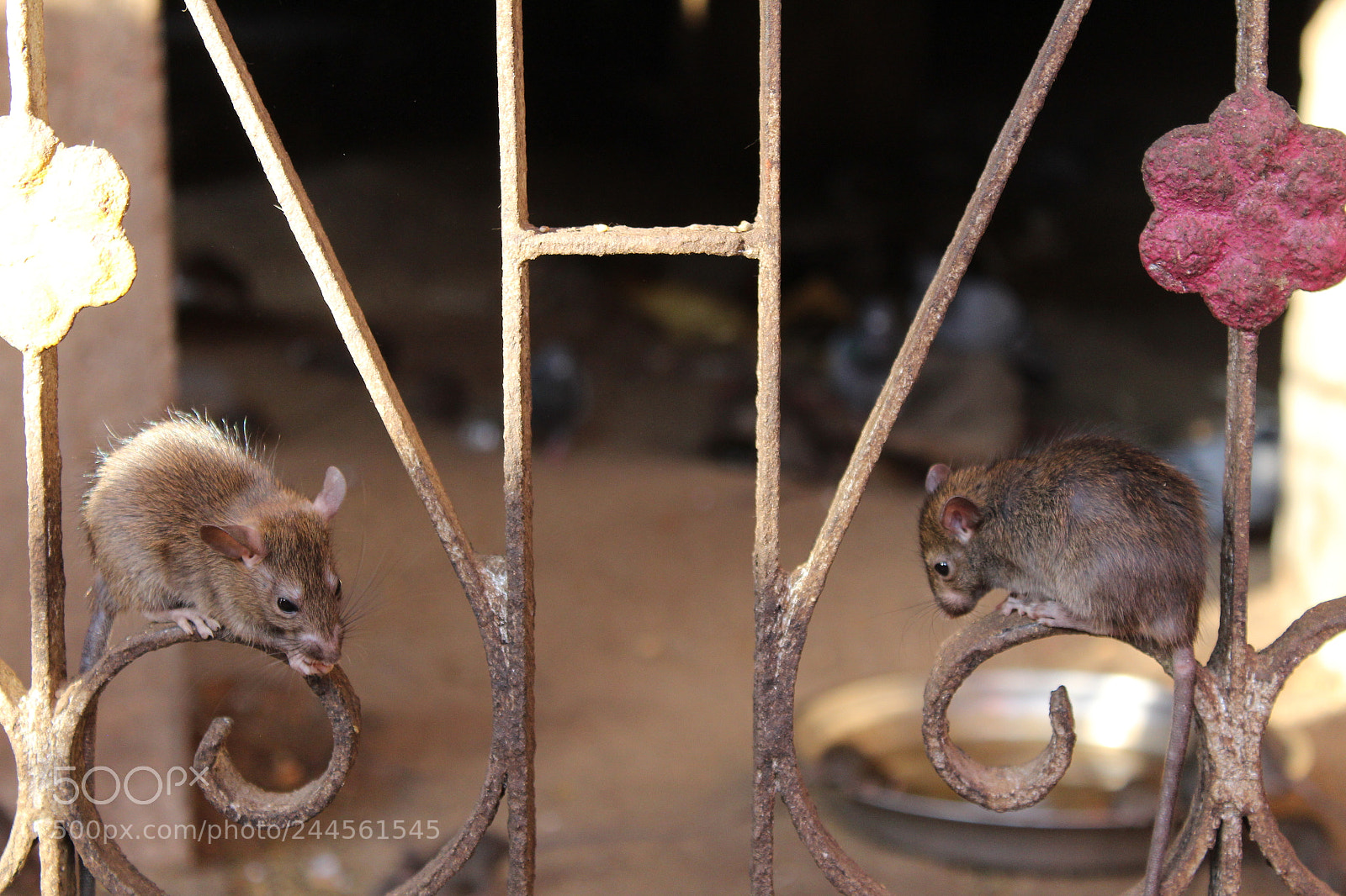 Canon EF-S 18-55mm F3.5-5.6 III sample photo. The friendly rats photography