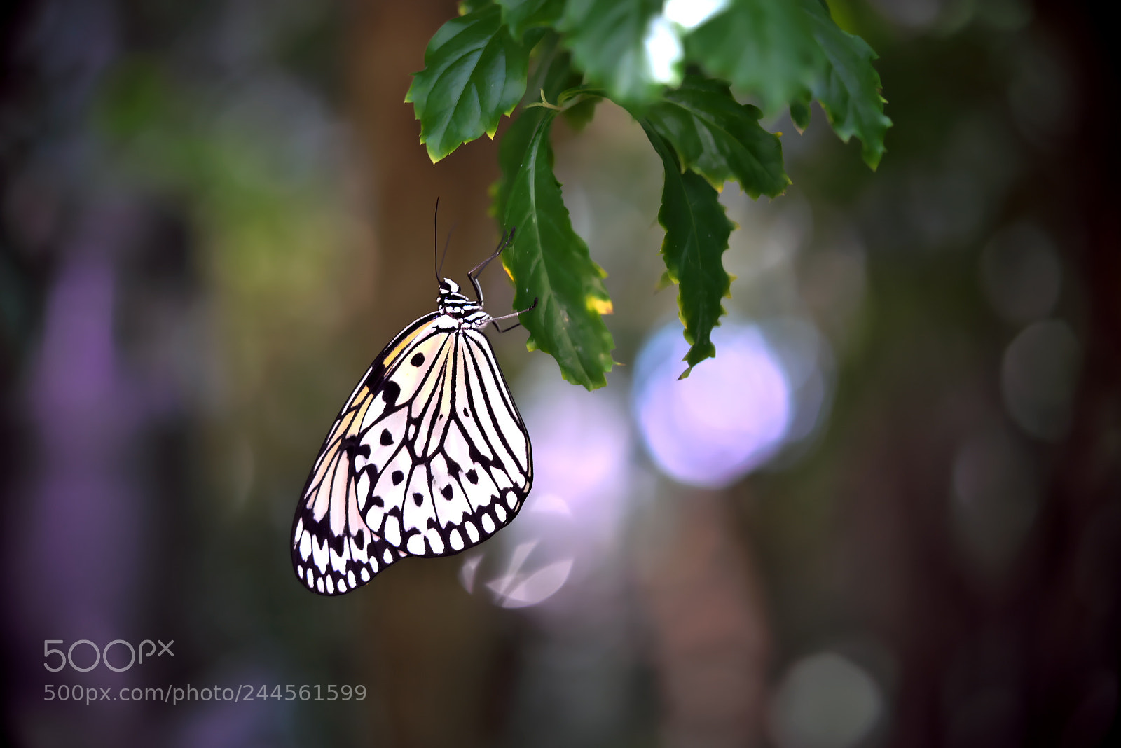 Sony a7R sample photo. Butterfly photography
