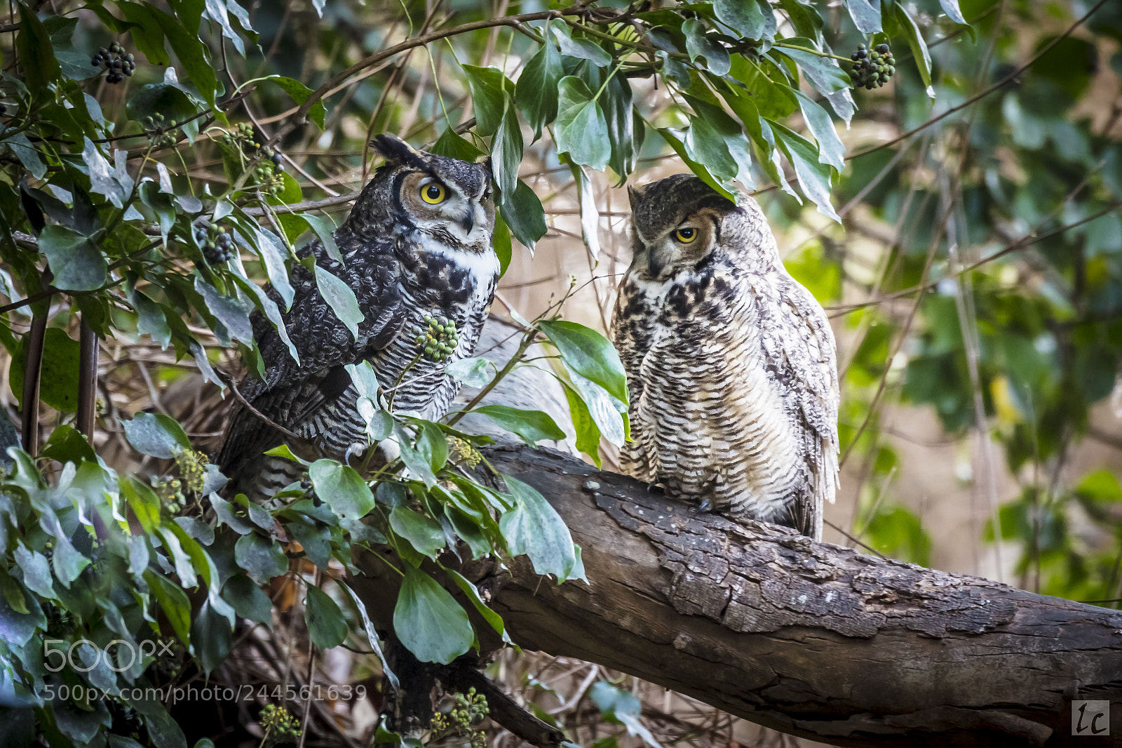 Canon EOS 5DS R sample photo. Owls, santa cruz photography