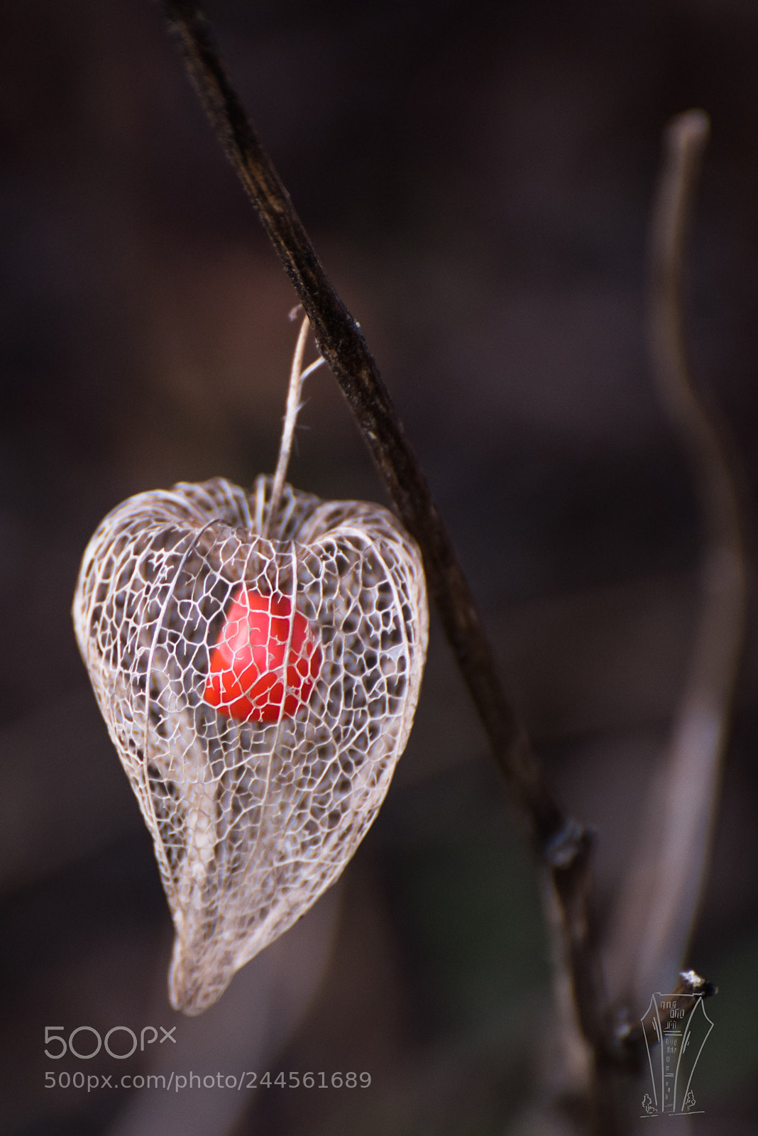 Nikon D810 sample photo. Show a little color photography