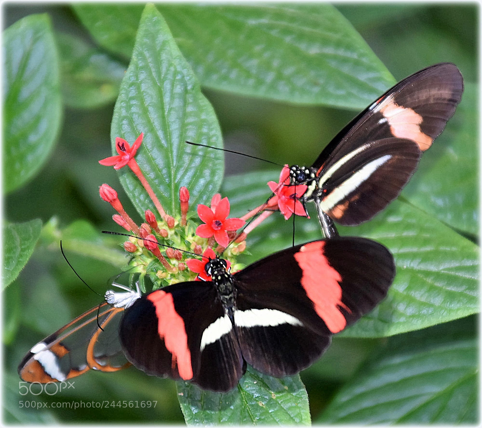 Nikon D7200 sample photo. "green and red" photography