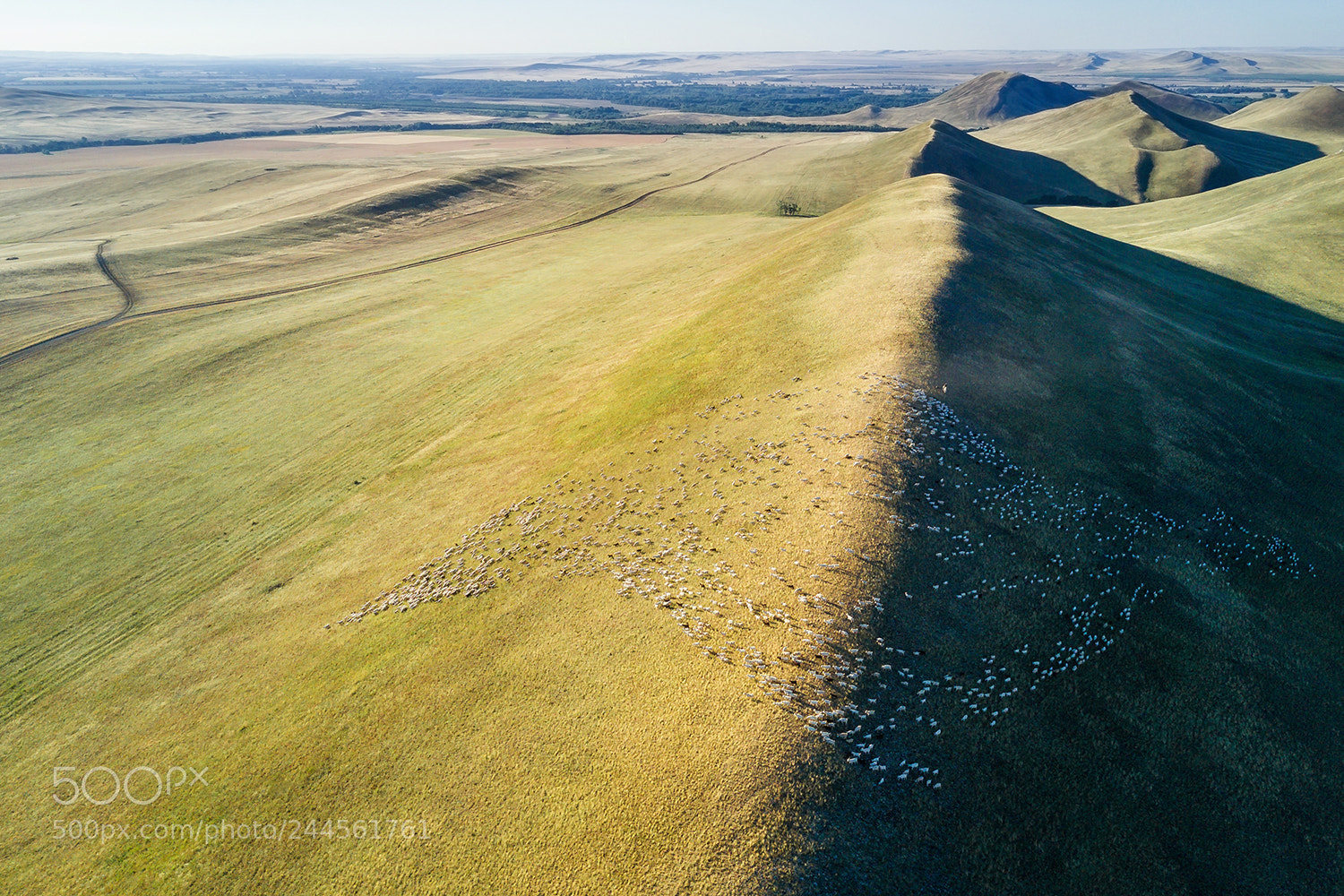 DJI FC220 sample photo. The shepherd and the photography