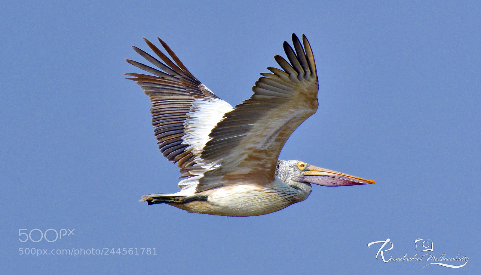 Nikon D500 sample photo. Spot-billed pelican - a photography