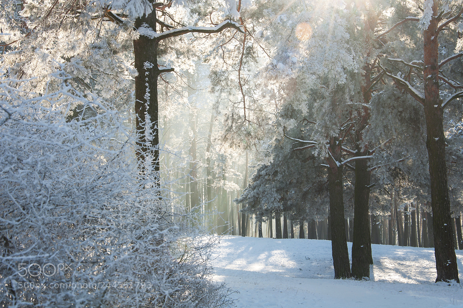Nikon D90 sample photo. Winter sunlight photography