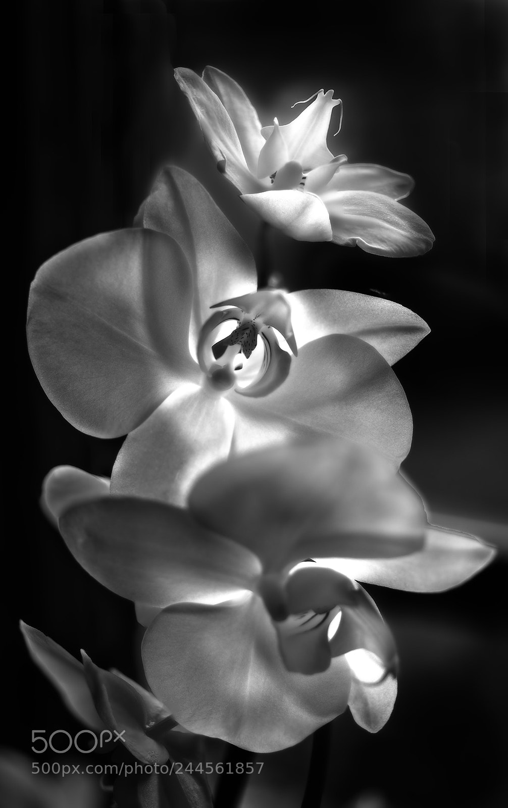 Nikon D800E sample photo. Profondeur photography