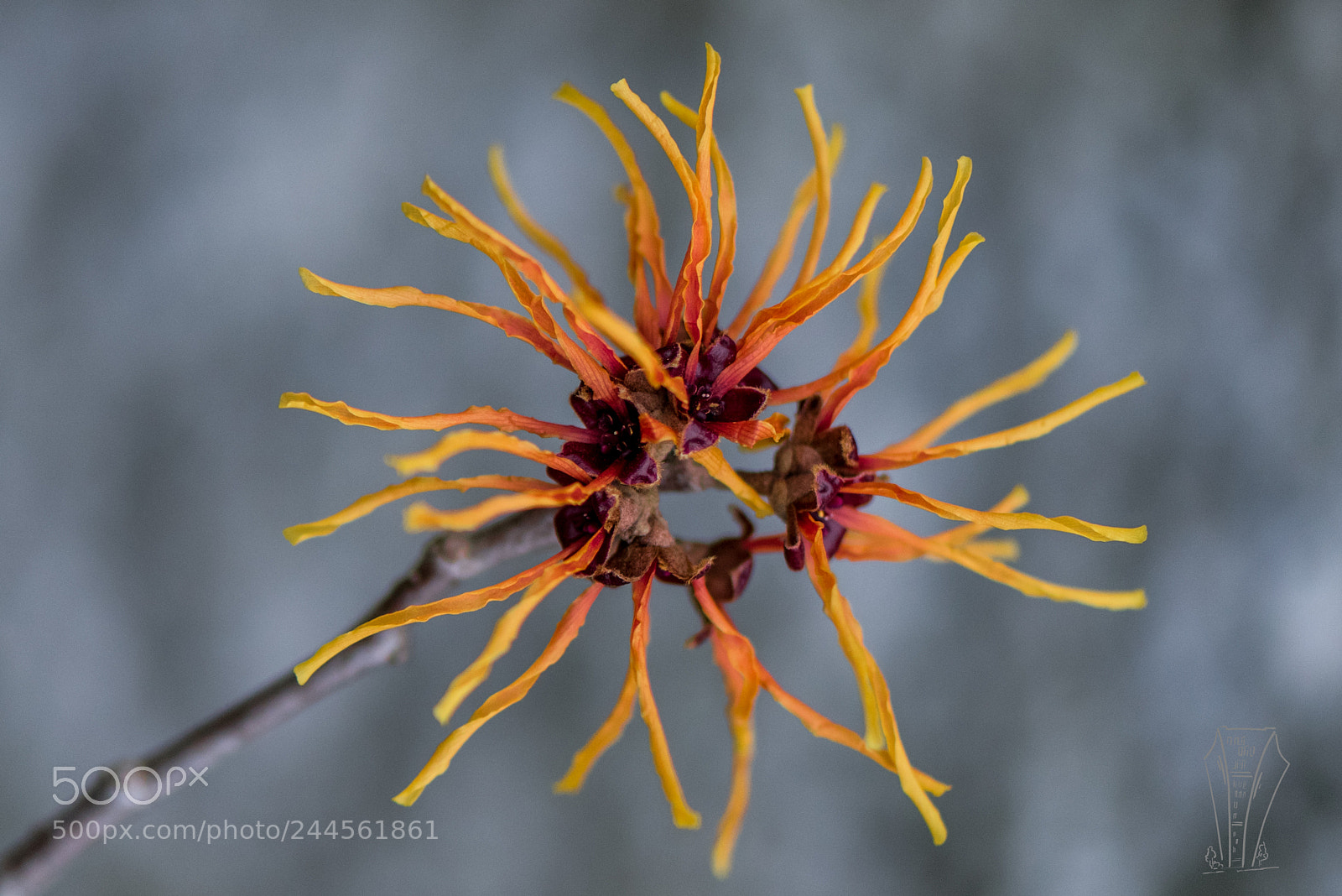 Nikon D810 sample photo. First flower photography