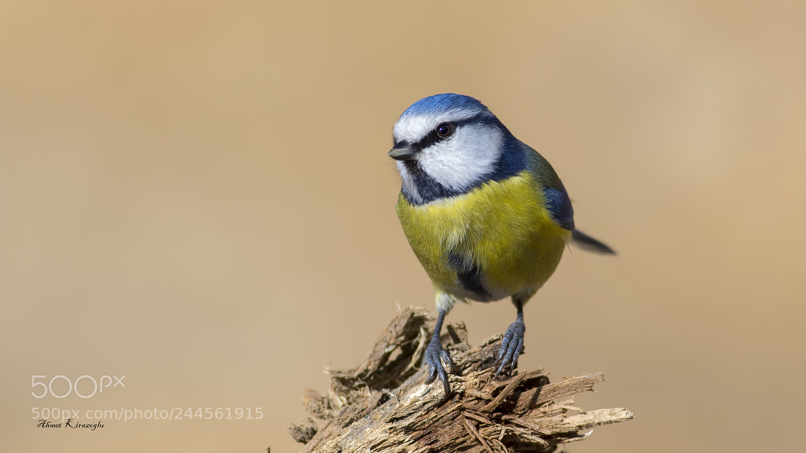 Canon EOS 7D Mark II sample photo. Eurosian blue tit  photography