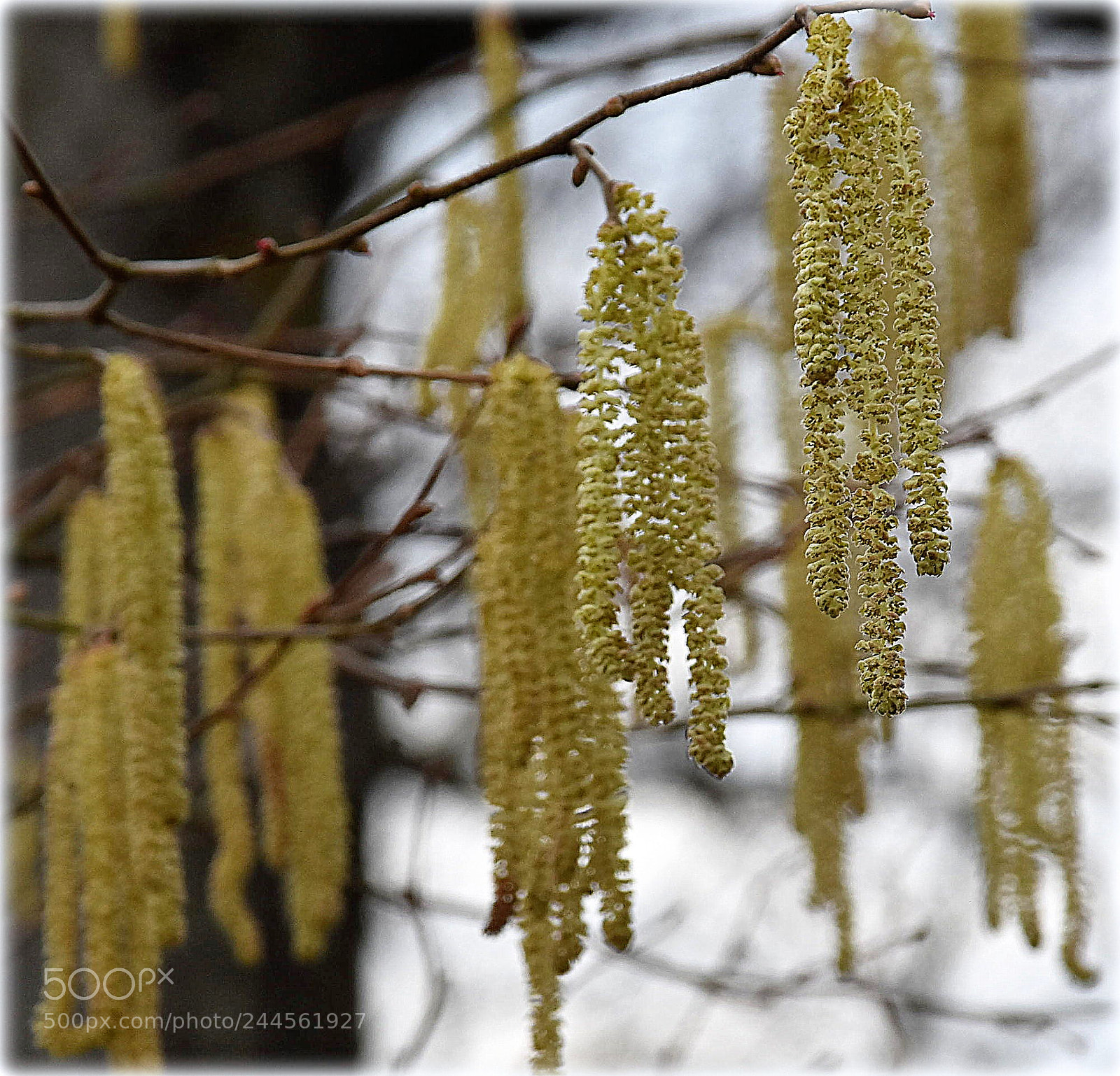 Nikon D7200 sample photo. "hasel" photography