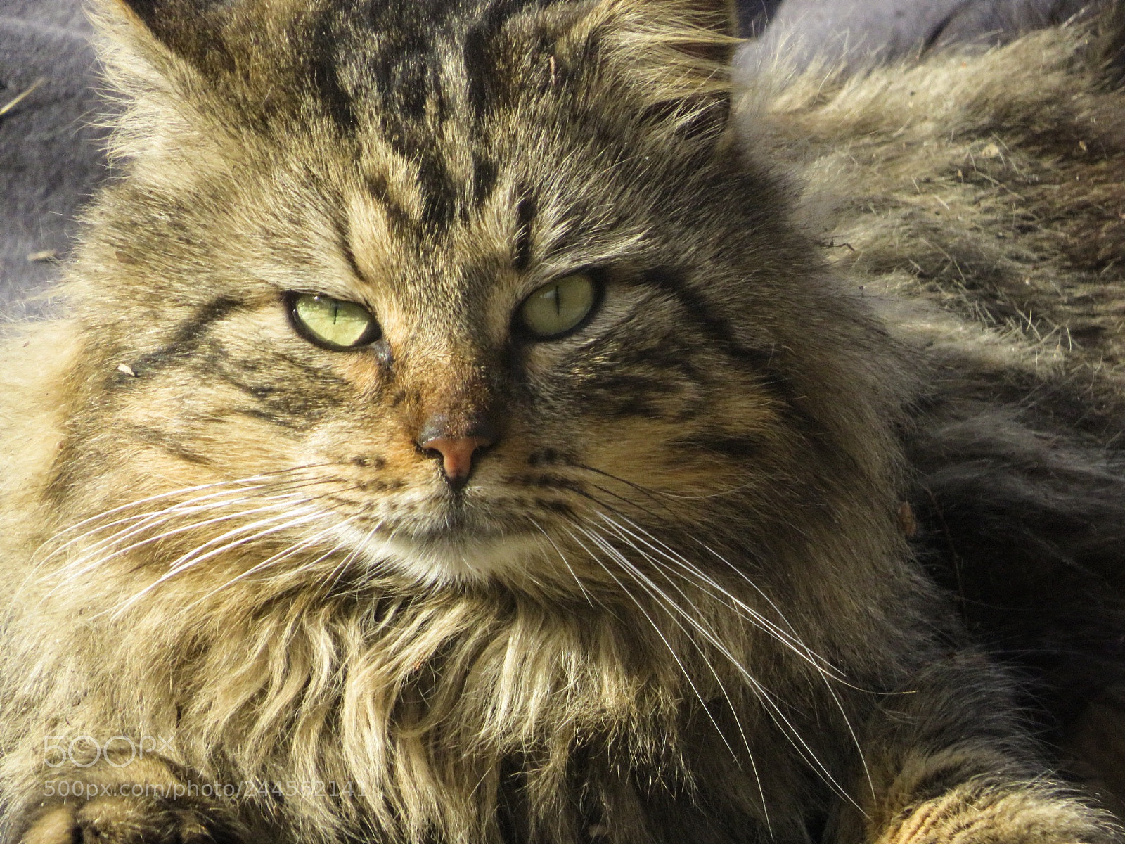 Canon PowerShot SX540 HS sample photo. Look at this fuzz photography