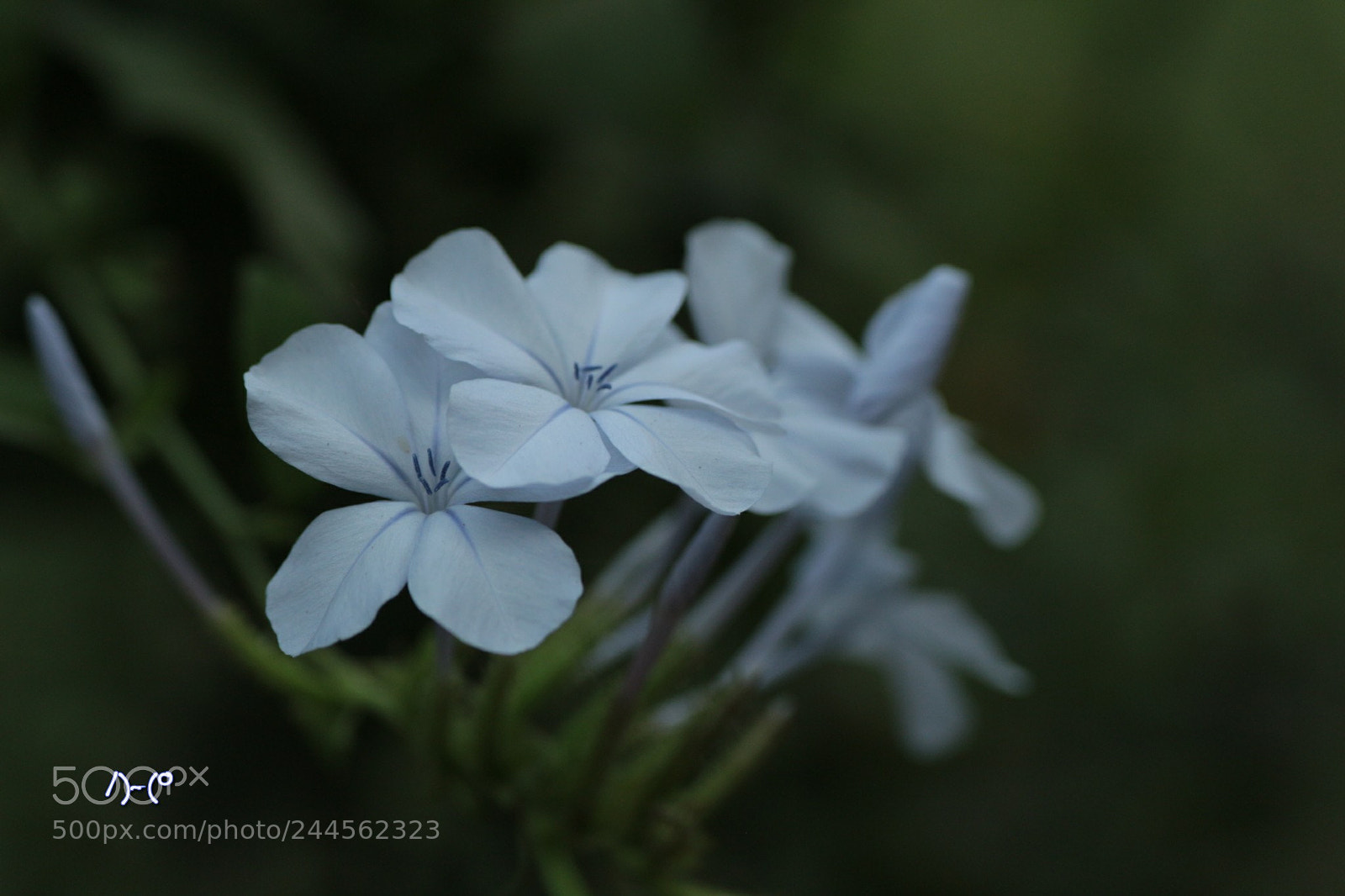 Canon EOS M10 sample photo. Flowers - cream colored photography