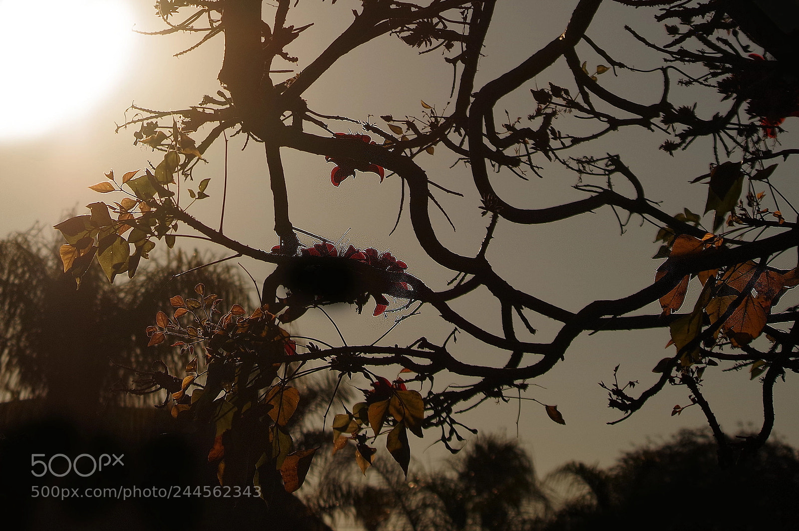 Pentax K-1 sample photo. Some bullshit leaves and photography