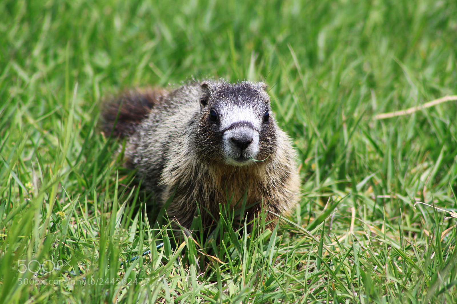 Canon EOS 50D sample photo. The grass is always photography