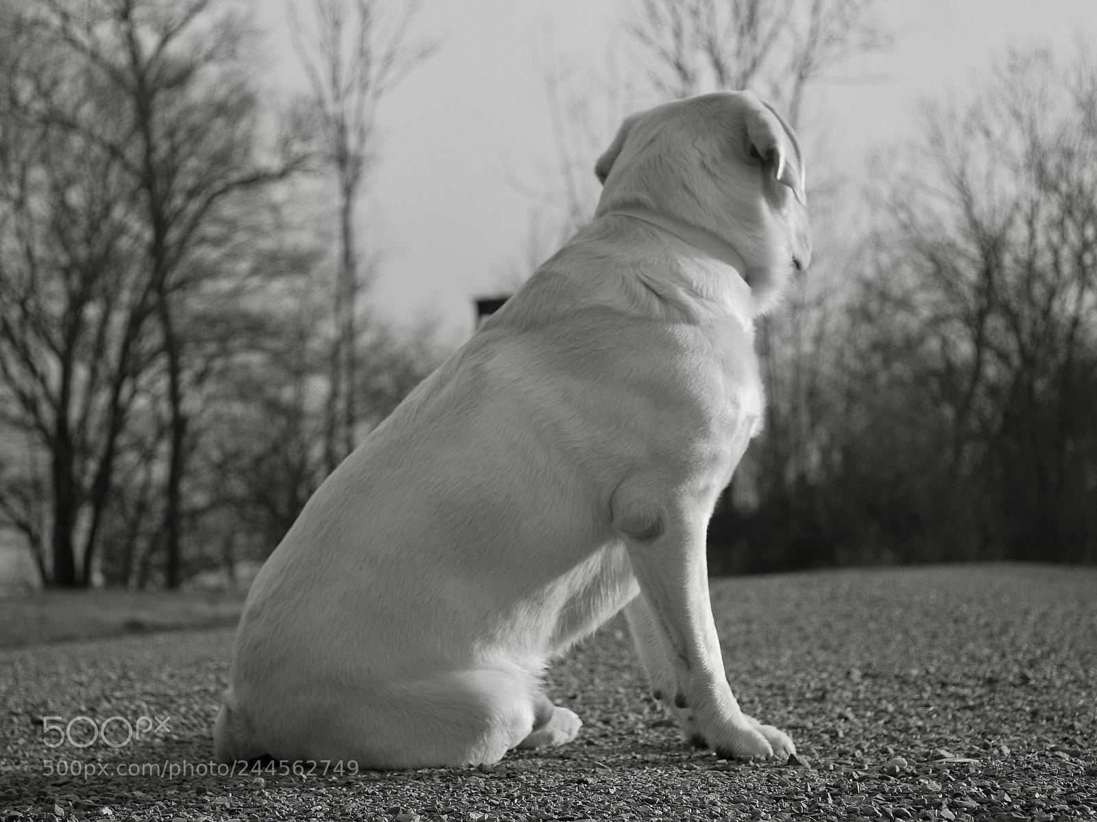 Olympus OM-D E-M10 II sample photo. Wandering gaze photography