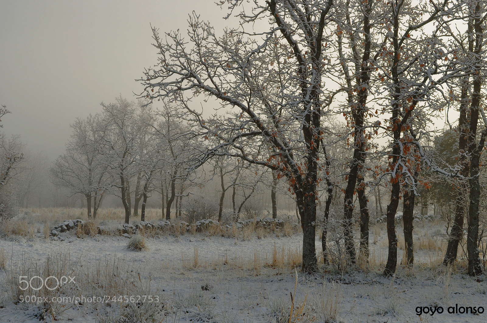 Nikon D5000 sample photo. Nieves photography