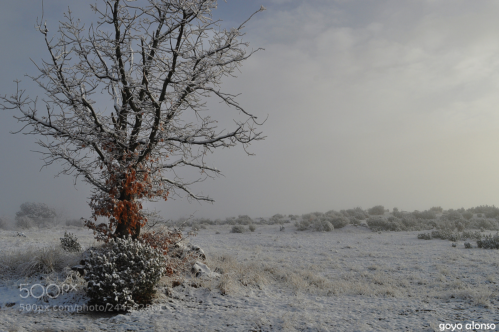 Nikon D5000 sample photo. Nieves photography