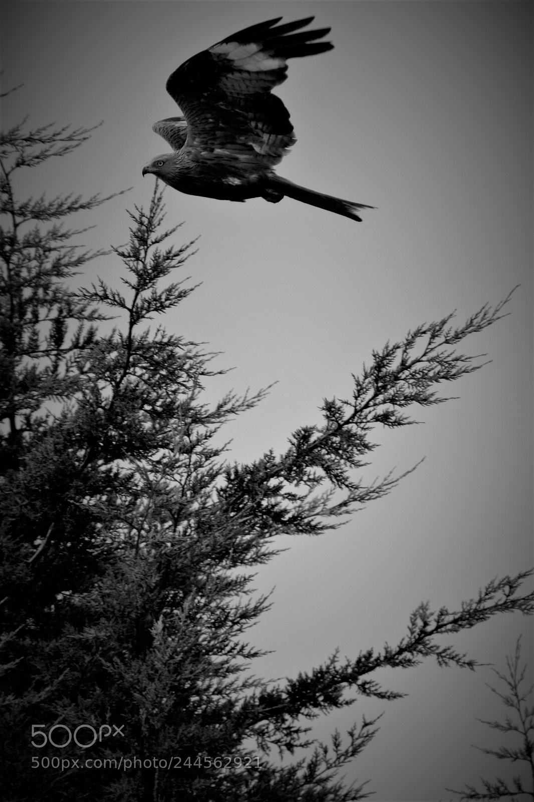Canon EOS 40D sample photo. Mg photography