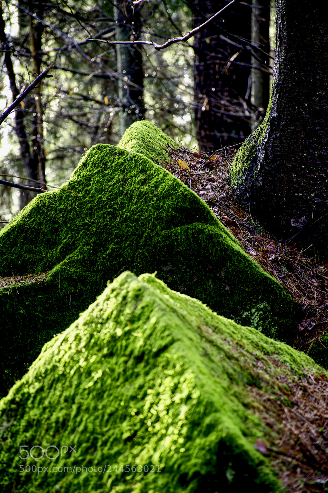 Nikon D7100 sample photo. Forest29 photography
