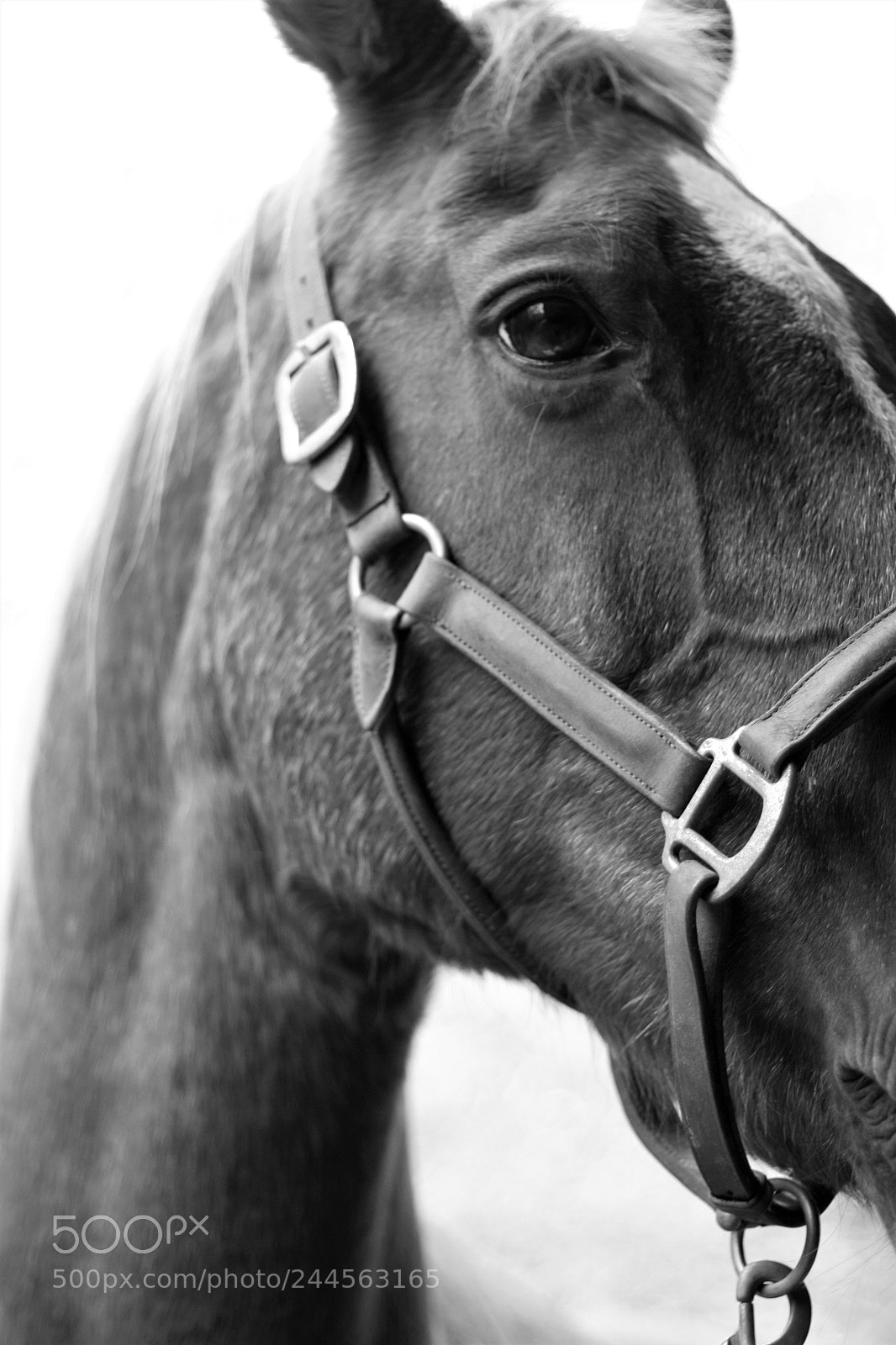 Canon EOS 40D sample photo. Mg photography
