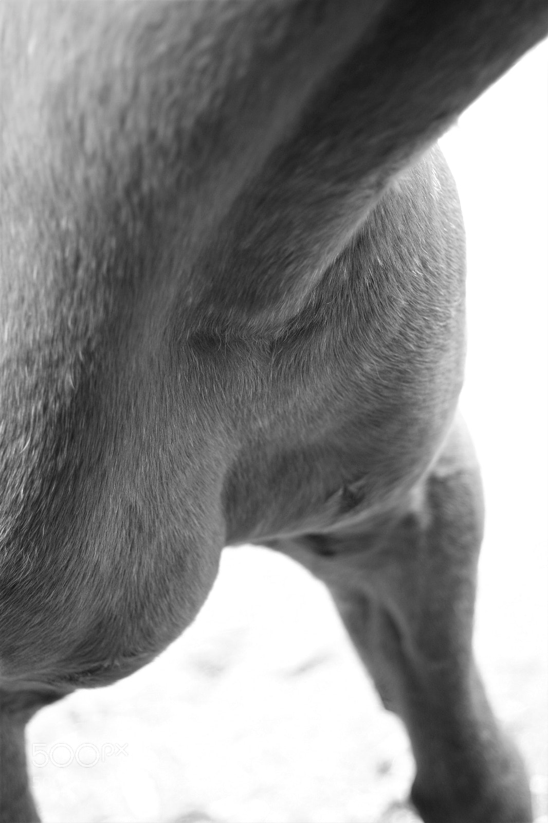 Canon EOS 40D sample photo. Mg photography