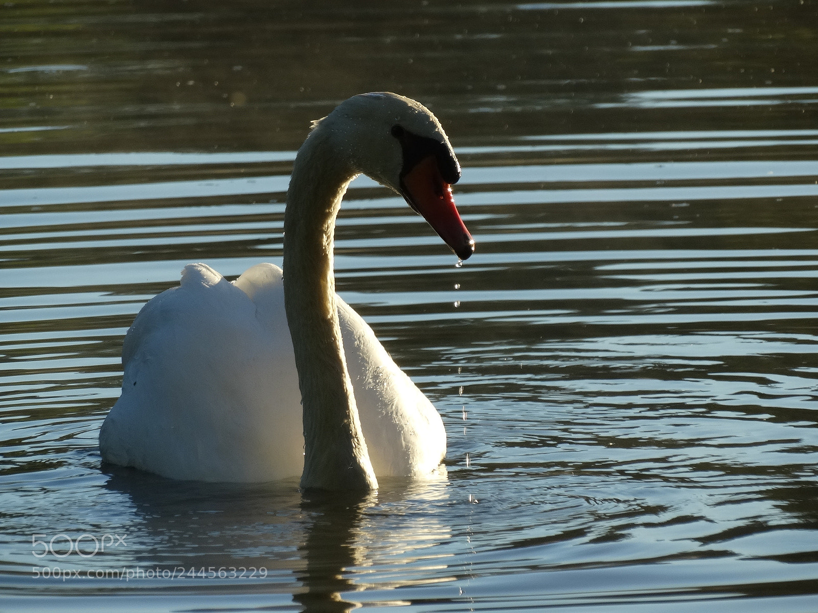 Sony Cyber-shot DSC-HX300 sample photo. Swan photography