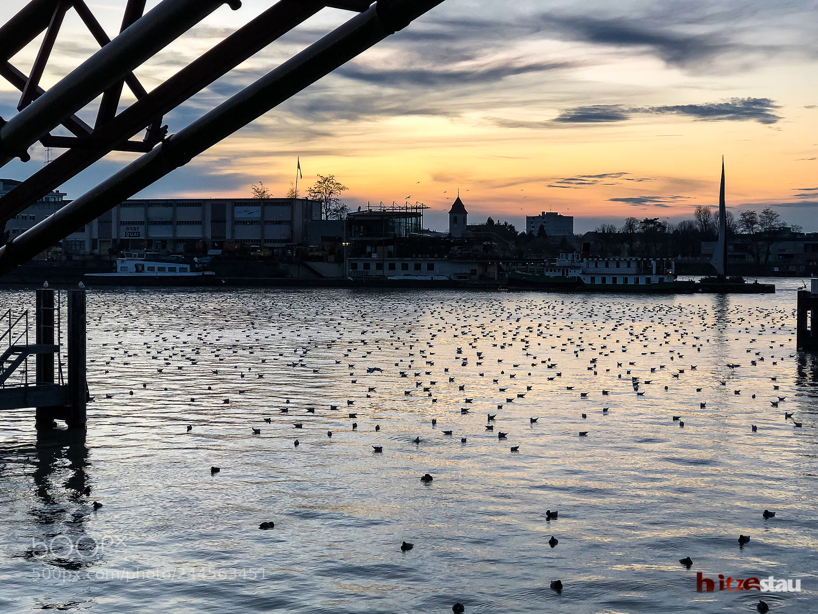 Apple iPhone 8 Plus sample photo. Sea of birds photography