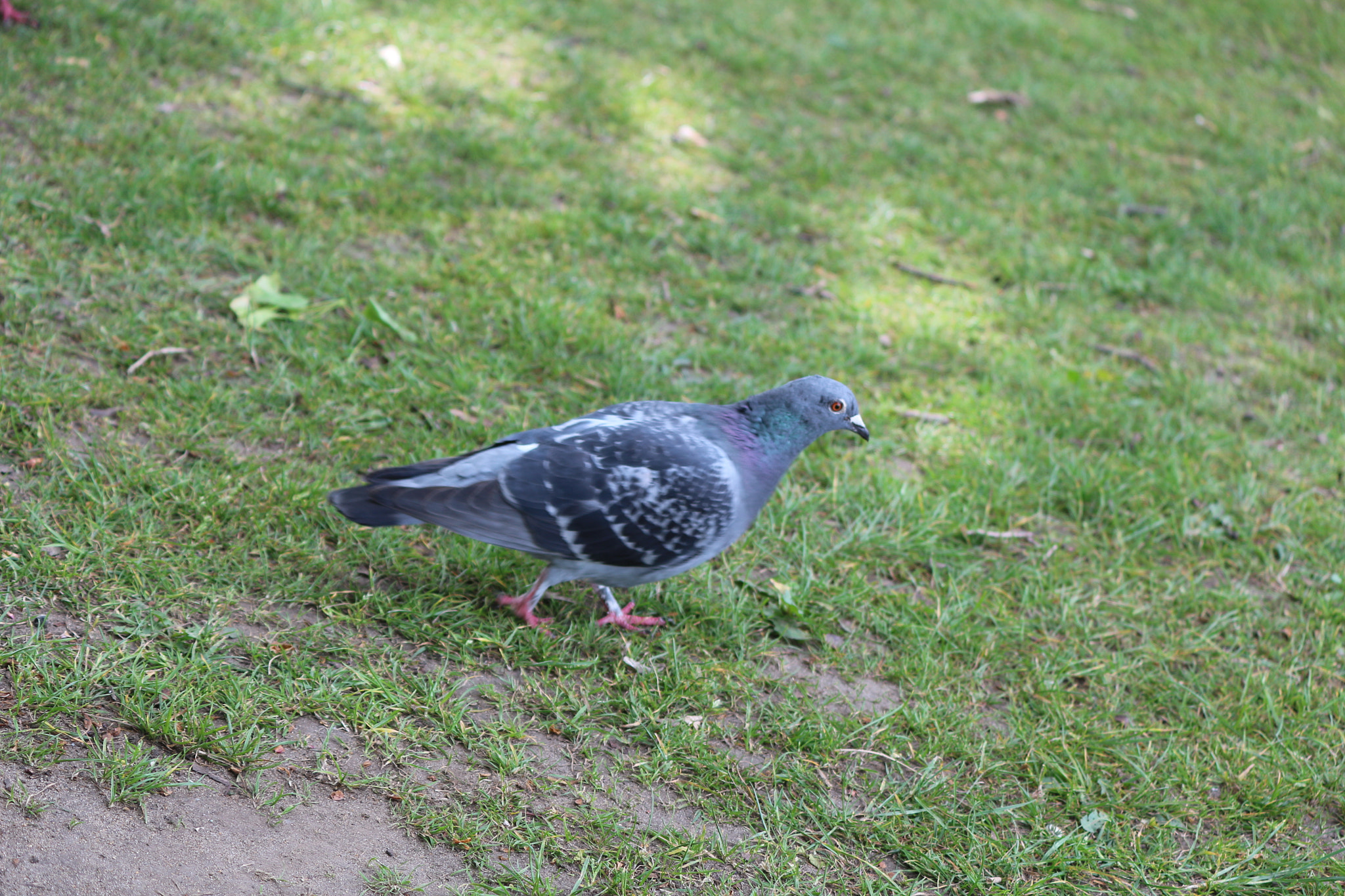 Canon EOS 650D (EOS Rebel T4i / EOS Kiss X6i) sample photo. Img photography