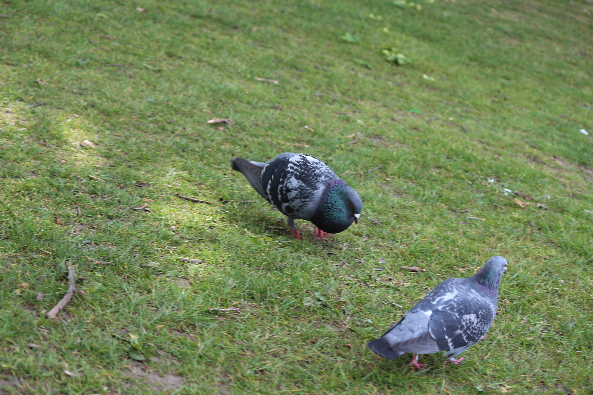 Canon EOS 650D (EOS Rebel T4i / EOS Kiss X6i) sample photo. Img photography