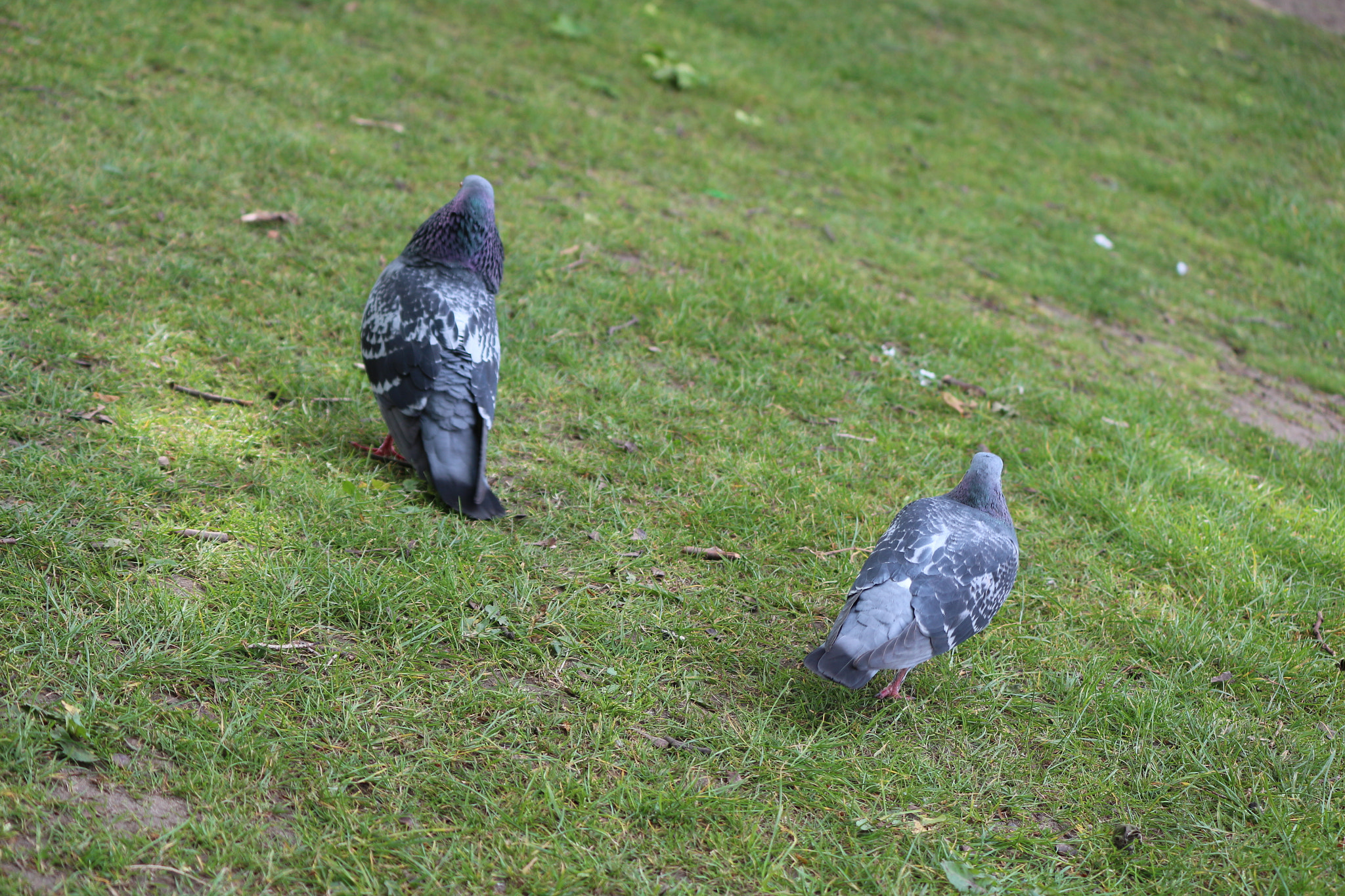 Canon EOS 650D (EOS Rebel T4i / EOS Kiss X6i) sample photo. Img photography