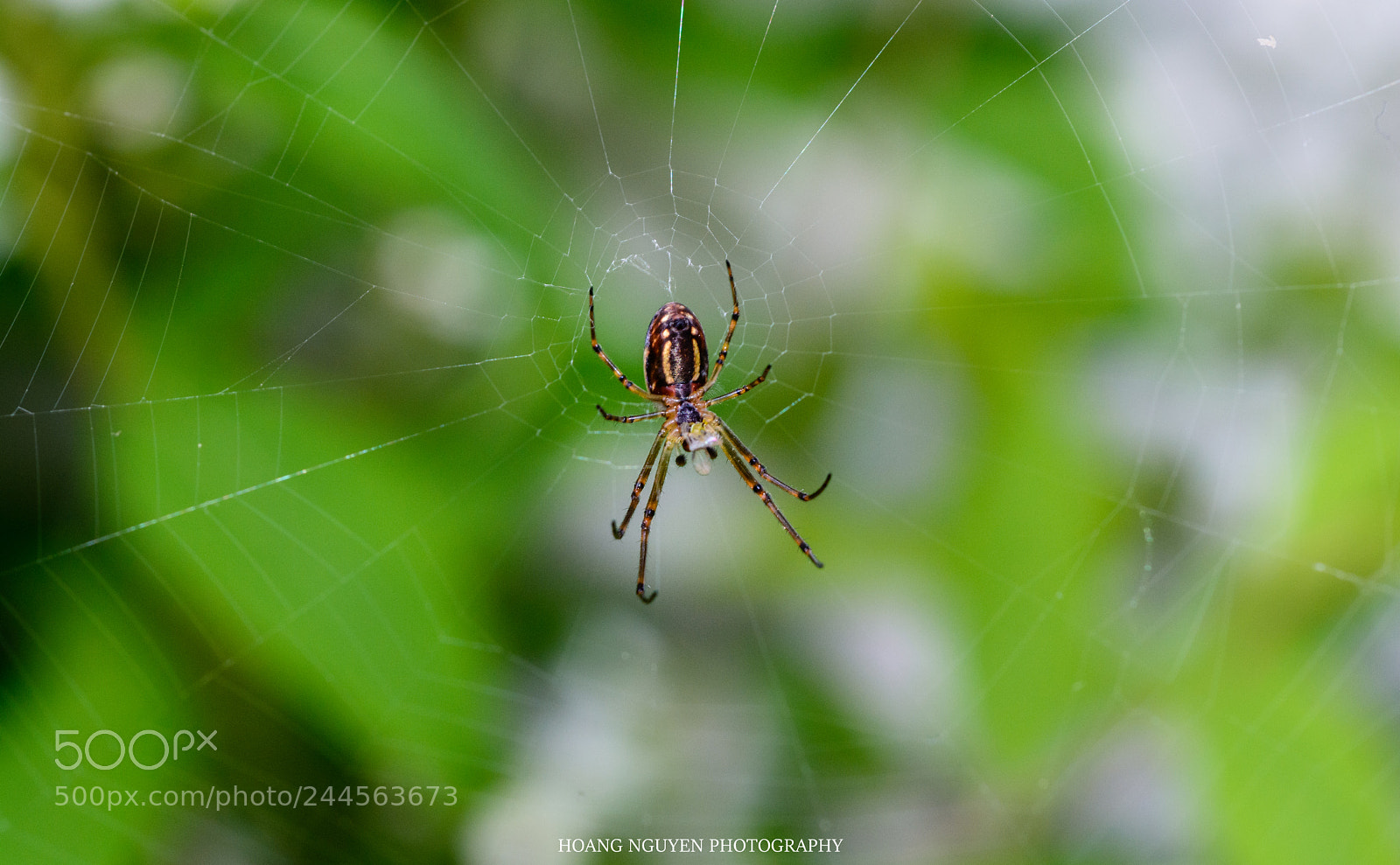 Nikon D7100 sample photo. Baby spider photography