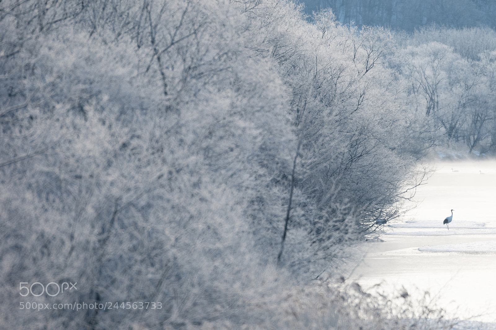 Sony a9 sample photo. Red-crowned crane #2 photography