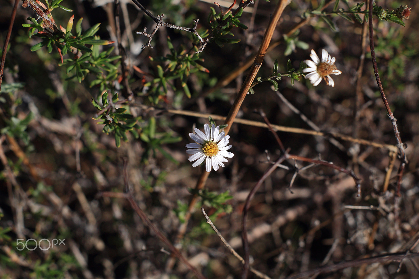 Canon 50mm sample photo. Solitarias photography