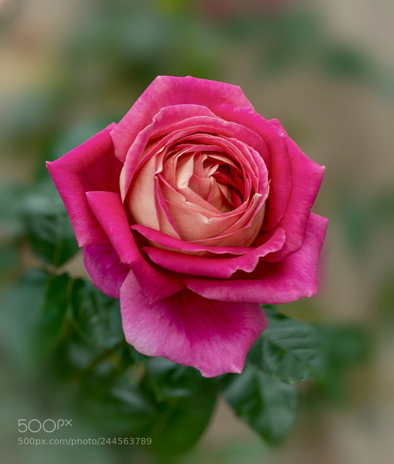 Nikon D800E sample photo. Untitled photography